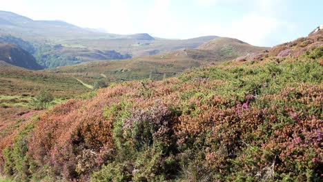Rural-Welsh-mountain-valley-covered-in-colourful-scenic-heather-wilderness-slow-left-dolly