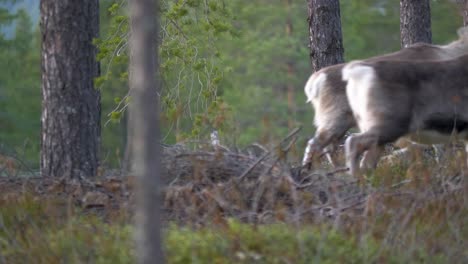 Reindeer-Grazing-and-traveling-through-nordic-forest---Medium-long-shot