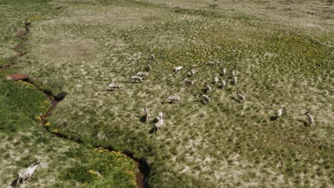 Herd-of-reindeer-roaming-around-grassland-crossing-small-creek,-aerial