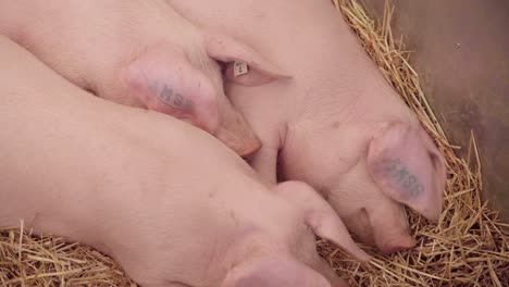 Healthy-Yorkshire-Pigs-Resting-In-A-Sleeping-Quarter-With-Hay-During-An-Agricultural-Show-In-England,-UK---High-Angle-Shot