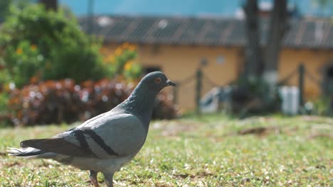 one-pigeon-at-the-park-looking-around-and-then-flying-in-Antigua-Guatemala---120fps-slow-motion
