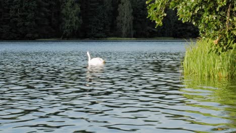 Cisne-Blanco-Forrajeando-Y-Alimentándose-Junto-A-Las-Aguas-Ondulantes-Del-Lago-En-Pradzonka,-Polonia