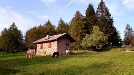 Pferde-Grasen-In-Der-Nähe-Einer-Von-Lärchen-Umgebenen-Hütte