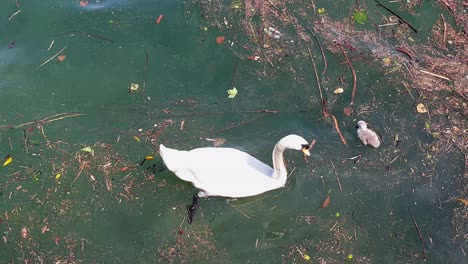 Mutterschwan-Und-Ihr-Cygnet-Schwimmen-Auf-Schmutzigem,-Verschmutztem-Teichwasser