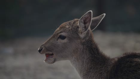 Close-up-on-a-Young-Deers-Face-as-he-Chomps-and-Chews-in-Slow-Motion