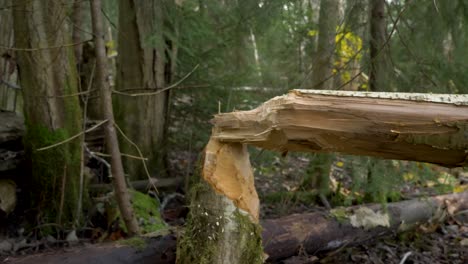 Tree-fallen-in-the-forest,-gnawed-by-a-beaver---Ground-level-Pull-out-shot