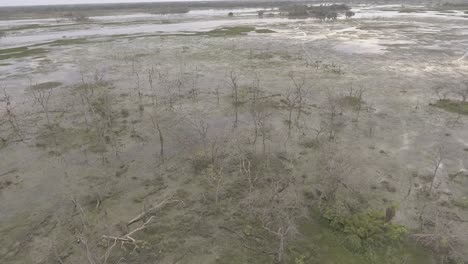 Aerial-circular-movement-of-dead-trees-at-flooded-areas
