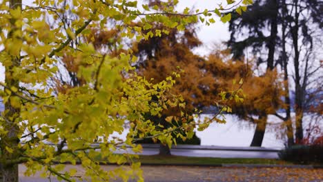 Ginkgo-Biloba-Baum-Im-Stanley-Park-Während-Der-Herbstsaison-An-Einem-Regnerischen-Tag