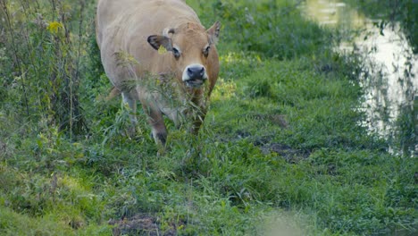 hungry-brown-cow-with-horn-on-his-head-is-eating-and-looking-happily-at-the-camera-while-stickking-his-tongue-out,-and-standing-near-water