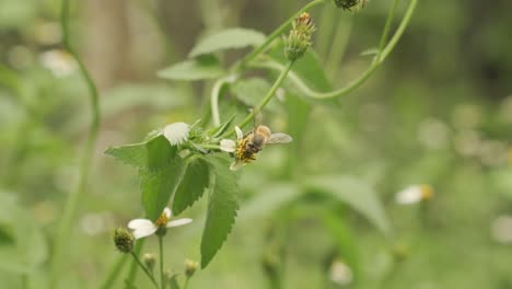 Schwarze-Und-Gelbe-Biene-Auf-Blume