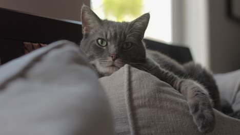 Gray-indoor-cat-laying-on-the-back-of-couch