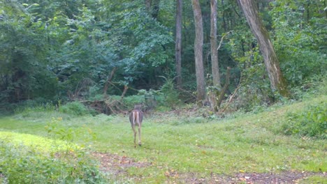 Whitetail-deer-doe-followed-by-her-yearly-cautiously-walking-along-a-trail-the-woods-in-late-summer-in-the-Midwest