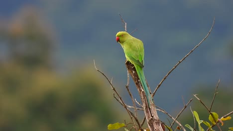 Papagei-Chillt-Auf-Baum-Uhd-Mp4-4k