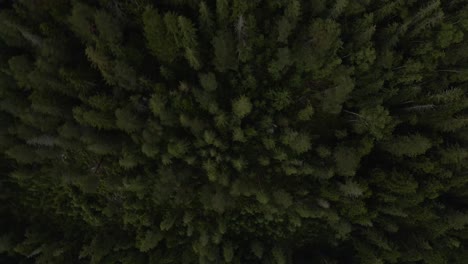 Amazing-top-down-view-of-pine-forest-as-the-drone-circles-higher-and-higher-revealing-more-trees-and-even-small-clouds