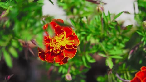 Ringelblumen-Haben-Eine-Schöne-Leuchtend-Orange-Farbe,-Die-Ihren-Garten-Erhellen-Wird