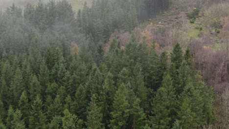 Aerial-View-of-Coniferious-Forest-on-Foggy-Autumn-Day-in-Countryside-of-Norway