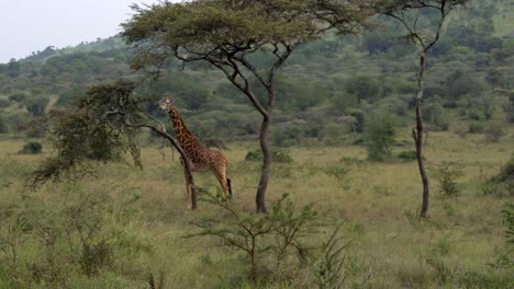 Eigenartiges-Giraffenverhalten-Im-Akagera-Nationalpark-In-Ruanda
