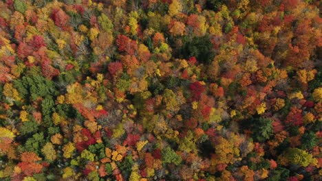 Birdseye-aerial-view-of-colorful-forest-in-autumn-colors,-vivid-foliage-on-sunny-fall-day,-top-down-drone-shot