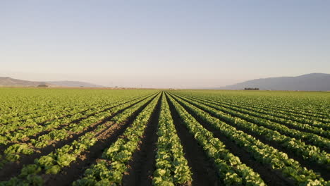 Flying-forward-and-low-over-crops-in-Salinas-Valley,-CA