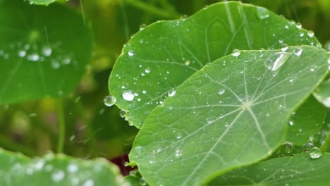 Garden-nasturtium-raindrops-fall-on-green-leaves