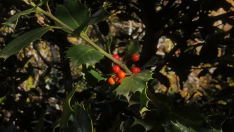 A-close-up-shot-focused-on-fruits-and-leaves-of-a-holly-tree