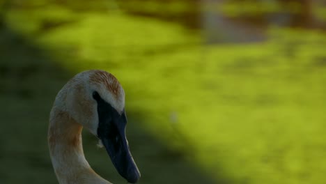 Trumpeter-Swan-looking-at-the-camera-with-green-algae-filled-water-background