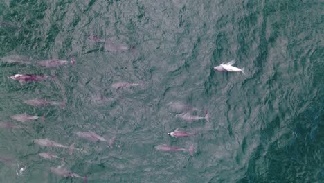Rare-Species-Of-Pink-Bottlenose-Dolphins-Swimming-In-The-Deep-Blue-Sea---NSW,-Australia---aerial-drone,-top-down-shot