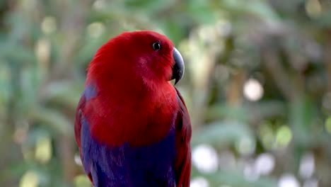Female-eclectus-roratus-close-up,-parrot-with-colorful-red-and-purple-plumage