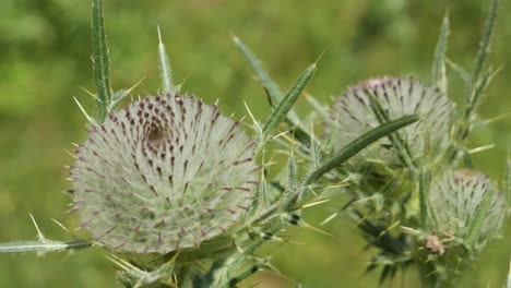 Three-Buds-of-a-Large-white-Woolly-Thistle-Plant-Waving-in-the-Wind-in-the-Black-Forest,-Germany---Close-Up