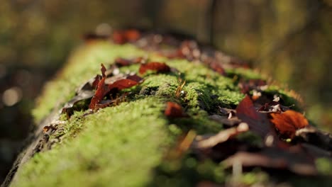 Moss-Covered-Tree-Rack-focus-over-a-log-with-many-wilted-leaves