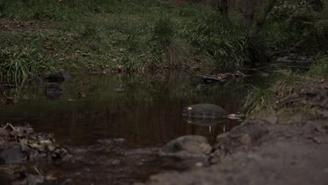 Natural-stream-with-rocks-in-countryside-wide-panning-shot