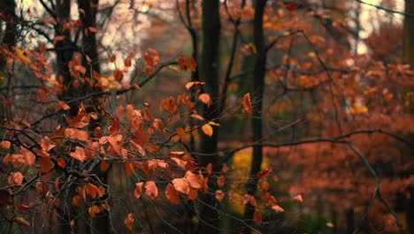 Eine-Nahaufnahme-Von-Orangefarbenen-Herbstblättern-Im-Englischen-Wald
