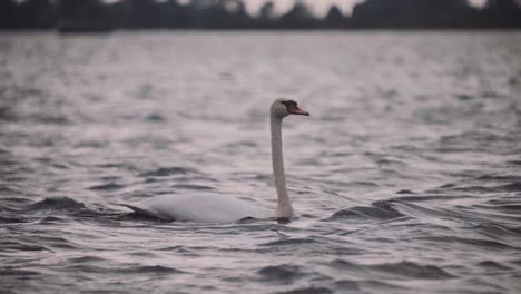 Swan-swimming-through-choppy-water-on-a-dark-gloomy-day