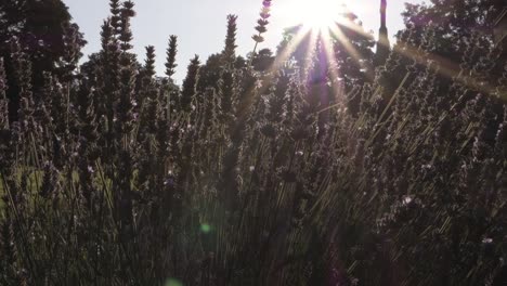 Lavendelblüten-Mit-Sonnenstrahlen-Im-Hintergrund-Mittlerer-Schwenk