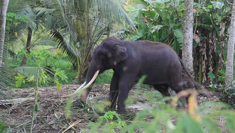 Large-elephant-with-tusks-pulls-against-a-chain-tied-to-a-tree