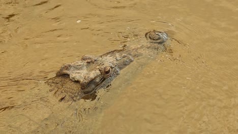 A-bird's-eye-view-of-a-nile-crocodile-laying-in-the-water-with-its-head-above-the-surface,-Kruger-National-Park