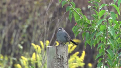 A-catbird-sitting-on-a-fence-post-soaking-up-the-warm-morning-sun