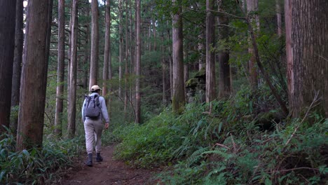 Excursionista-Masculino-Caminando-Dentro-De-Un-Exuberante-Bosque-Verde-Con-Estructura-De-Santuario-Japonés