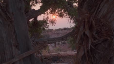 Dolly-through-amazing-Cedar-trees-in-Moab,-Utah-desert-revealing-majestic-orange-setting-sun-behind