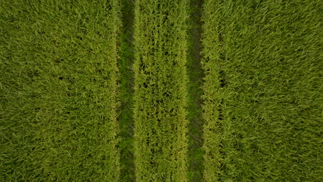 Top-Down-View-Of-Green-Agricultural-Wheat-Field---drone-shot