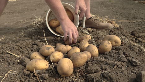 Man-putting-freshly-harvested-potatoes-in-bucket,-Closeup-with-Hands