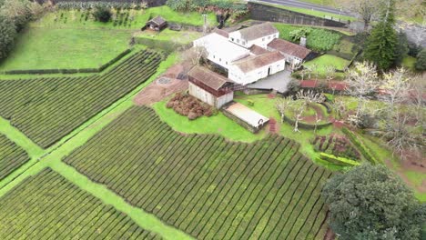 Picturesque-tea-plantation-with-beautiful-green-fields-and-rural-house
