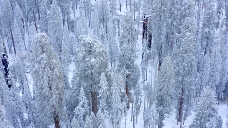 Aerial-4K-footage-of-Sequoia-National-Park-covered-in-snow-4