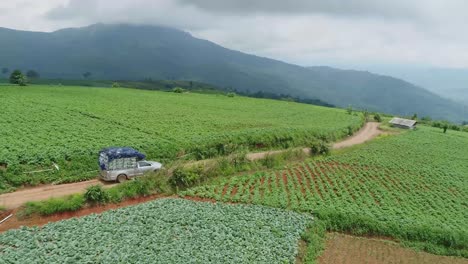 Aerial-Footage-Of-Cabbage-Crops-Tranportation-Process