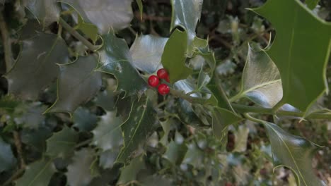 A-HFR-shot-of-a-holly-tree-branch-with-fruits