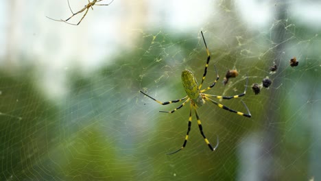 Trichonephila-clavata,-also-known-as-the-Joro-spider-is-a-member-of-the-golden-orb-web-spider-genus