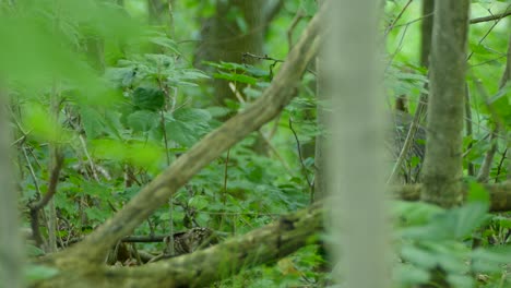 Wilde-Truthahnmutter-Und-Babys-Verstecken-Sich-In-Einem-Lebhaften-Grünen-Waldgebiet