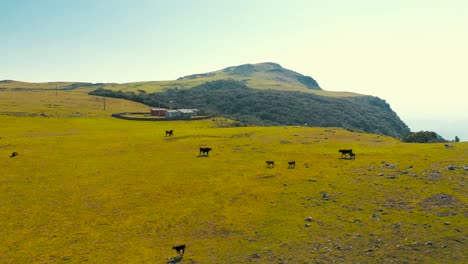 High-altitude-pasture-with-grazing-cows-and-mountains,-Urubici,-Santa-Catarina,-brazil