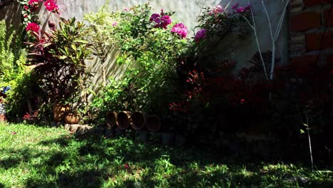 Different-Species-Of-Fresh-Plants-Placed-In-Home-Garden,-Paraguay