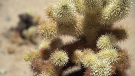 Yucca-Brevifolia-aka-Joshua-Tree,-Close-Up